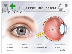 Интерактивный стенд "Строение глаза" - fgospostavki.ru - Владикавказ