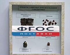 Коллекция энтомологическая "Примеры защитных приспособлений у насекомых" - fgospostavki.ru - Владикавказ