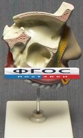 Модель "Разрез носоглотки" - fgospostavki.ru - Владикавказ