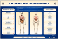 Электрифицированный стенд-тренажер c макетом скелета "Анатомическое строение человека" - fgospostavki.ru - Владикавказ