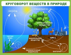 Стенд "Круговорот веществ" - fgospostavki.ru - Владикавказ