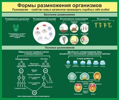 Стенд "Формы размножения организмов" - fgospostavki.ru - Владикавказ