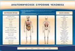 Электрифицированный стенд-тренажер c макетом скелета "Анатомическое строение человека" - fgospostavki.ru - Владикавказ