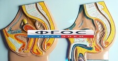 Модель барельефная "Таз мужской и таз женский" - fgospostavki.ru - Владикавказ