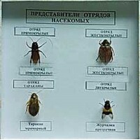 Коллекция энтомологическая "Представители отряда насекомых" - fgospostavki.ru - Владикавказ