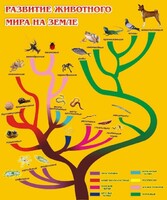 Стенд "Развитие животного мира на земле" - fgospostavki.ru - Владикавказ