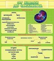 Стенд "От клетки до организма" - fgospostavki.ru - Владикавказ