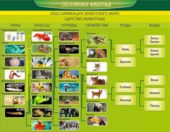 Стенд "Систематика животных" - fgospostavki.ru - Владикавказ