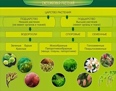 Стенд "Систематика растений" - fgospostavki.ru - Владикавказ