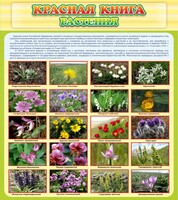 Стенд "Красная книга - растения" - fgospostavki.ru - Владикавказ