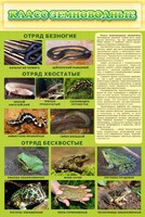 Стенд "Класс земноводные" - fgospostavki.ru - Владикавказ