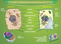 Стенд "Строение животной и растительной клеток" - fgospostavki.ru - Владикавказ