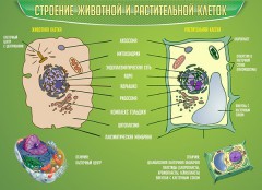  Биология - fgospostavki.ru - Владикавказ
