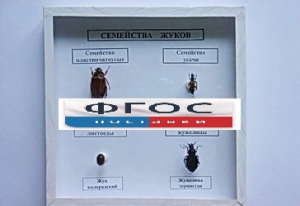 Коллекция "Семейство жуков" - fgospostavki.ru - Владикавказ