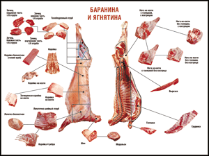 Таблица "Правила разделки мясных туш. Баранина и ягнятина" (100х140 сантиметров, винил) - fgospostavki.ru - Владикавказ