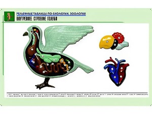 Рельефная таблица "Внутреннее строение голубя" (формат А1, матовое ламинирование) - fgospostavki.ru - Владикавказ