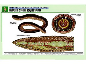 Рельефная таблица "Внутреннее строение дождевого червя" (формат А1, матовое ламинирование) - fgospostavki.ru - Владикавказ