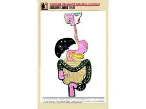 Рельефная таблица "Пищеварительный тракт" (формат А1, матовое ламинирование) - fgospostavki.ru - Владикавказ