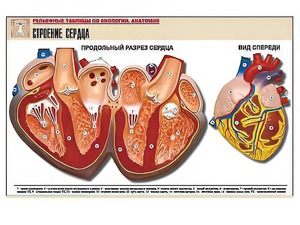 Рельефная таблица "Строение сердца" (формат А1, матовое ламинирование) - fgospostavki.ru - Владикавказ