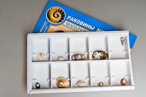 Коллекция "Раковины моллюсков" - fgospostavki.ru - Владикавказ