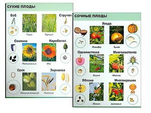 Коллекция "Семена и плоды" - fgospostavki.ru - Владикавказ