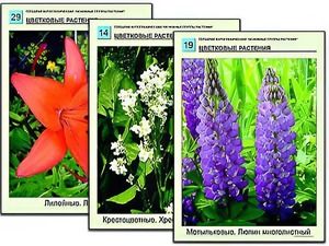 Гербарий фотографический "Основные группы растений" - fgospostavki.ru - Владикавказ