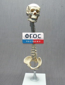 Модель "Позвоночник с черепом и тазом" - fgospostavki.ru - Владикавказ