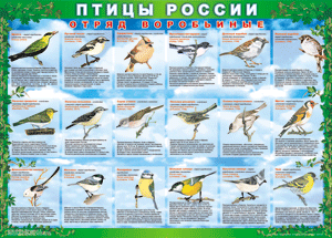 Комплект таблиц "Птицы России (4 листа)" (100х140 сантиметров, винил) - fgospostavki.ru - Владикавказ