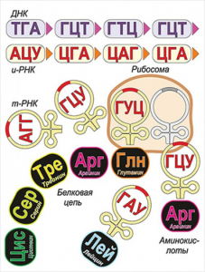 Модель-аппликация Биосинтез белка - fgospostavki.ru - Владикавказ