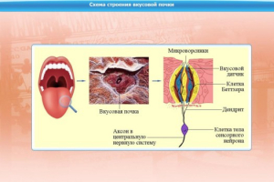 Интерактивные курсы. Биология 10 класс. Расширенный. - fgospostavki.ru - Владикавказ