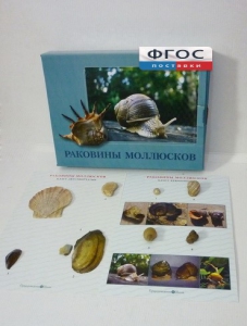 Коллекция "Раковины моллюсков" - fgospostavki.ru - Владикавказ