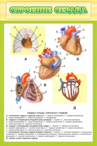 Стенд "Строение сердца" - fgospostavki.ru - Владикавказ