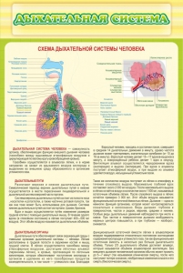 Стенд "Дыхательная система" - fgospostavki.ru - Владикавказ