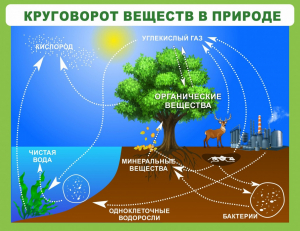 Стенд "Круговорот веществ" - fgospostavki.ru - Владикавказ