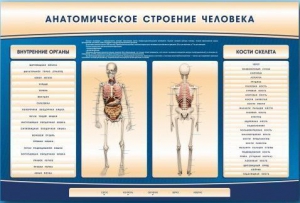 Электрифицированный стенд-тренажер c макетом скелета "Анатомическое строение человека" - fgospostavki.ru - Владикавказ