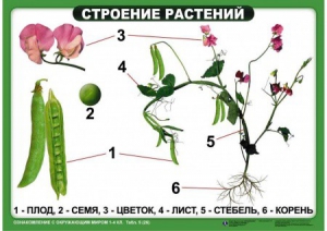 Комплект таблиц "Ознакомление с окружающим миром 1-4 класс" - fgospostavki.ru - Владикавказ