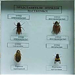 Коллекция энтомологическая "Представители отряда насекомых" - fgospostavki.ru - Владикавказ
