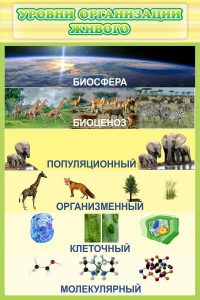 Стенд "Уровни организации живого" - fgospostavki.ru - Владикавказ