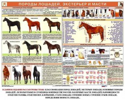 Комплект плакатов "Служебное коневодство" - fgospostavki.ru - Владикавказ