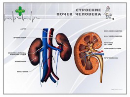 Стенд "Строение почки человека" - fgospostavki.ru - Владикавказ