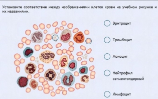 Интерактивные курсы. Биология 11 класс. Расширенный. - fgospostavki.ru - Владикавказ