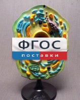 Модель "Клетка растения" - fgospostavki.ru - Владикавказ