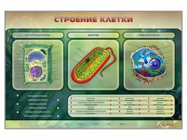 Электрифицированный стенд "Строение клетки" с маркерными полями - fgospostavki.ru - Владикавказ