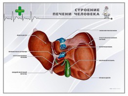 Стенд "Строение печени человека" - fgospostavki.ru - Владикавказ