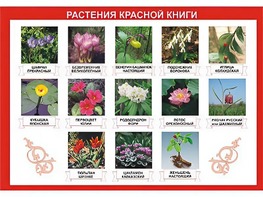 Таблица демонстрационная "Растения Красной книги" (винил 100*140) - fgospostavki.ru - Владикавказ