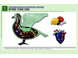 Рельефная таблица "Внутреннее строение голубя" (формат А1, матовое ламинирование) - fgospostavki.ru - Владикавказ