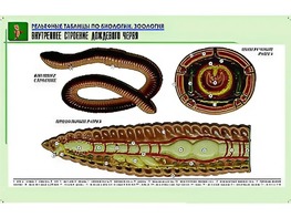 Рельефная таблица "Внутреннее строение дождевого червя" (формат А1, матовое ламинирование) - fgospostavki.ru - Владикавказ