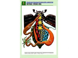 Рельефная таблица "Внутреннее строение жука" (формат А1, матовое ламинирование) - fgospostavki.ru - Владикавказ