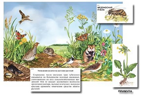 Магнитный плакат-аппликация "Луг: биоразнообразие и взаимосвязи в сообществе" - fgospostavki.ru - Владикавказ