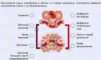 Интерактивные курсы. Биология 9 класс. Расширенный. - fgospostavki.ru - Владикавказ